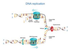 Mehr über den Artikel erfahren Chemische Reaktionen in biologischen Systemen